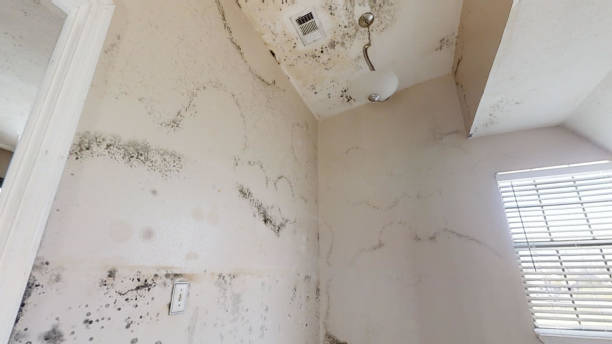 Best Indoor Air Quality Assessment  in Crescent City, FL