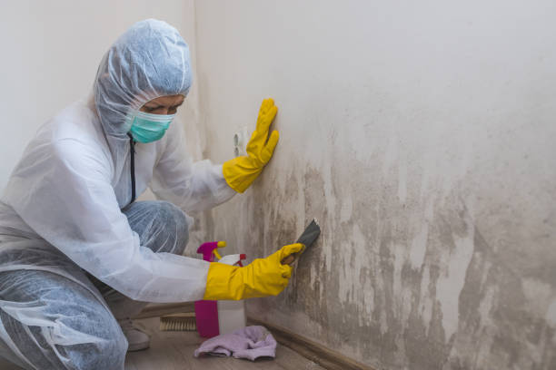 Best Mold Remediation for Healthcare Facilities  in Crescent City, FL