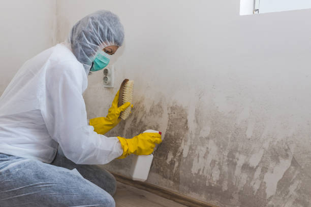 Best Mold Prevention Services  in Crescent City, FL