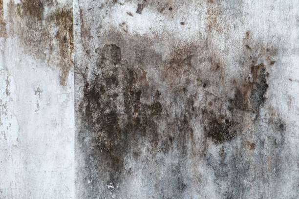 Mold Removal for HVAC Installations in Crescent City, FL