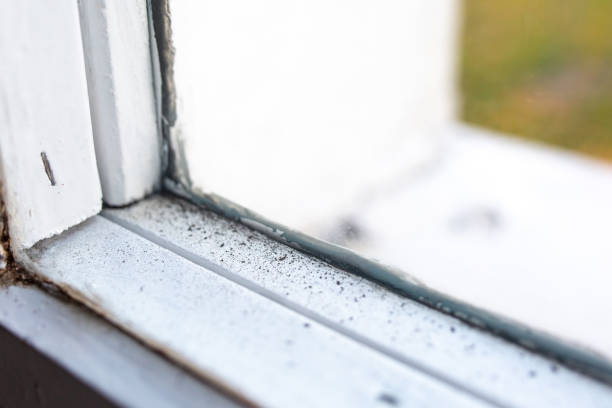 Best Black Mold Removal  in Crescent City, FL