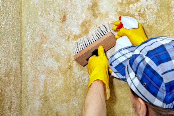 Best Mold Odor Removal Services  in Crescent City, FL