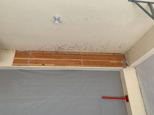 Best Basement Mold Removal  in Crescent City, FL
