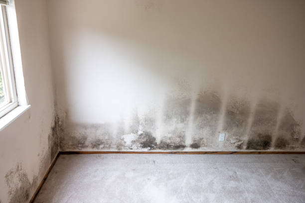 Best Mold-Related Health Consultation  in Crescent City, FL