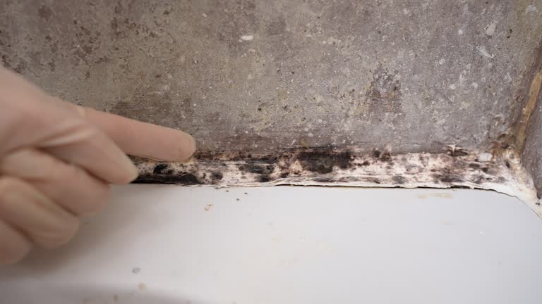 Trusted Crescent City, FL Mold Removal Experts