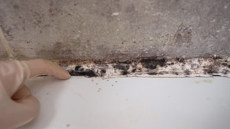 Environmental Consulting for Mold Prevention in Crescent City, FL