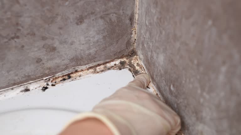 Best Forensic Mold Investigation  in Crescent City, FL
