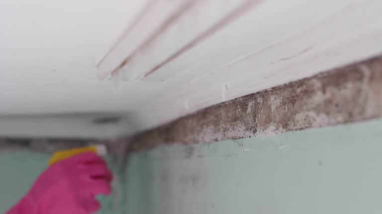Mold Documentation for Insurance Claims in Crescent City, FL